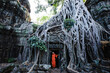 © Matteo Colombo - Buddhist monk under famous tree root temple, Angkor, Cambodia