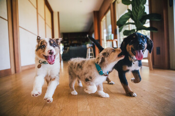 australian shepherd puppies play in grass