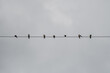 Closeup shot of birds perched on a wire under a cloudy sky