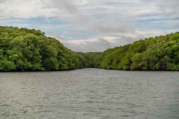 river in the forest