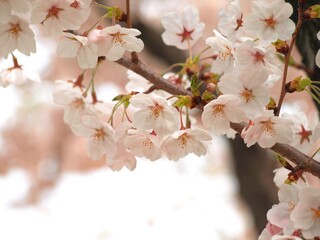 Wall Mural - 美しい桜の花、日本の春の風景、ソメイヨシノ