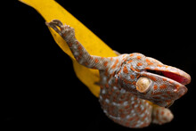 Tokay Gecko Mouth Open Upside Down On Leaf
