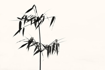 Wall Mural - Branches of bamboo isolated on white background