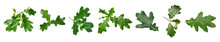 Green Oak Leaves On White Background