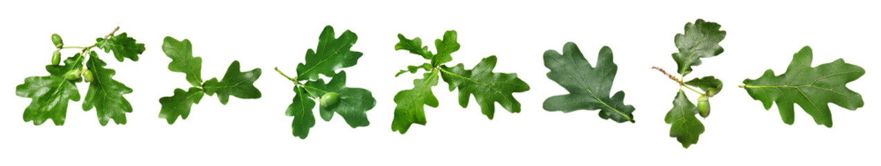 Green oak leaves on white background