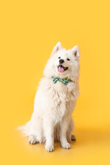 Cute dog with bowtie on color background. St. Patrick's Day celebration