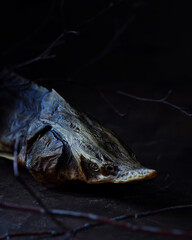 sturgeon fish head front view on black background closeup. Selective focus, macro