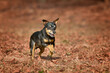 Miniature Pinscher Prager Rattler Prague Ratier were bred in Czechoslovakia for the rat's hunt and are enormously quick and agile. Running in leafs