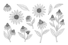 Echinacea Purpurea Herb. Purple Flowers And Leaves. Aurvedic And Medical  Immunostimulant Plant. Hand Drawn Vector Sketch Illustration Isolated On White Background.