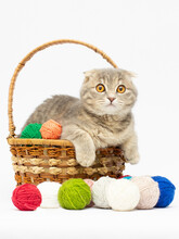Scottish Fold Grey Kitten Sitting In Basket With Pink And Grey Balls Cute Little Cat. Vertical.