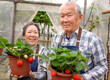 © Tom Wang - Happy senior couple working in the garden and showing the strawberry