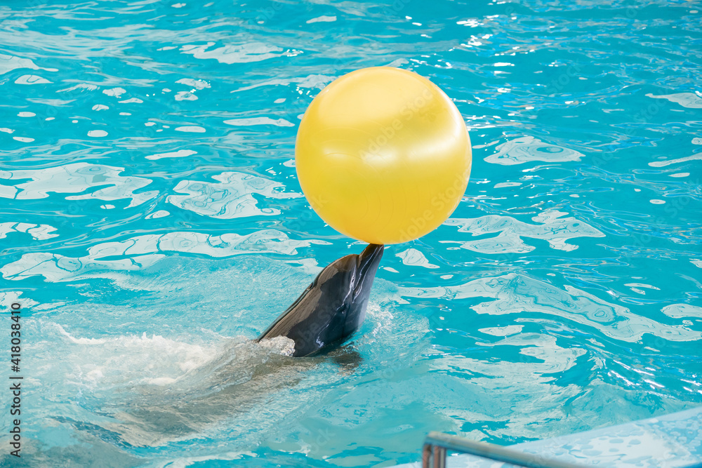 Obraz na płótnie Dolphin playing in the pool water with yellow ball. w salonie
