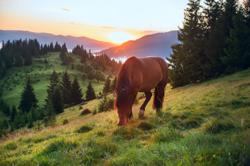 Beautiful sunrise in the mountains. A horse grazes on a green meadow and the sun rises from behind the mountains. Fir-trees in the fog and dark silhouettes of mountains at dawn.