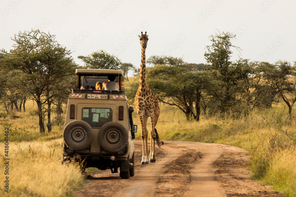 Giraffe with trees in background during sunset safari in Serengeti National Park, Tanzania. Wild nature of Africa. Safari car in the road. - obrazy, fototapety, plakaty 