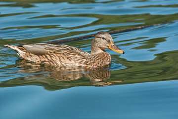 Wall Mural - female mallard in water