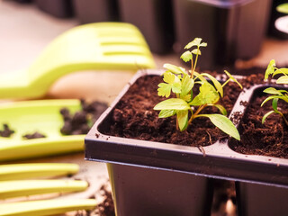 Vegetable seedlings and garden tools, Gardening farming. Seedlings in peat pot with scattered soil and garden tool. Set for growing on wooden.