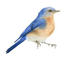 A Bluebird  Hand Drawn In Watercolor Isolated On A White Background. Watercolor Illustration. 