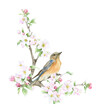 Blooming apple branch and a bluebird hand drawn in watercolor isolated on a white background. Watercolor illustration. Apple blossom. Floral composition. Spring watercolor illustration