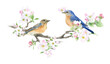Pair of bluebirds on the blooming apple branch hand drawn in watercolor isolated on a white background. Watercolor illustration. Apple blossom. Floral composition. Spring watercolor illustration