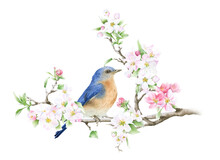 Blooming Apple Branch And A Bluebird Hand Drawn In Watercolor Isolated On A White Background. Watercolor Illustration. Apple Blossom. Floral Composition. Spring Watercolor Illustration