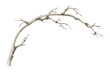 Bare leafless branch hand drawn in watercolor isolated on a white background. Watercolor illustration. Floral element.