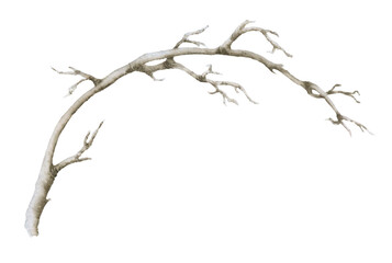 bare leafless branch hand drawn in watercolor isolated on a white background. watercolor illustratio
