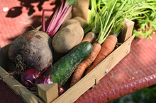 Vegetable Box With Freshly Picked Carrots, Beetroot, Potato, Onion And Cucumber On A Table In The Garden