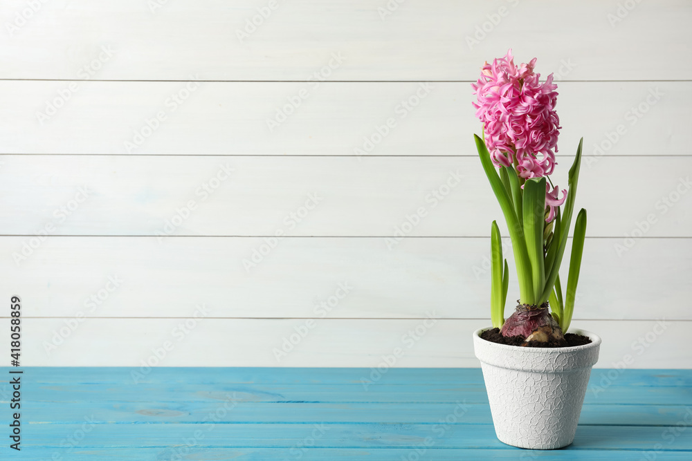 Beautiful potted hyacinth flower on light blue wooden table. Space for text - obrazy, fototapety, plakaty 