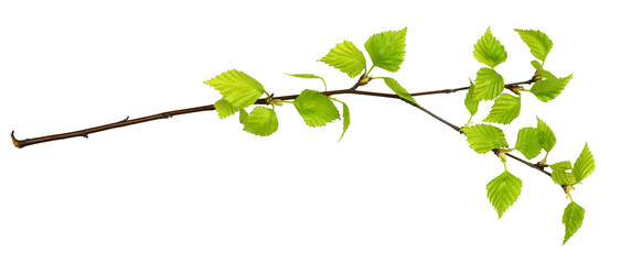 Wall Mural - twig of birch with spring small green leaves