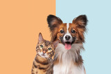 Fototapeta Koty - portrait of a cat and dog looking at camera