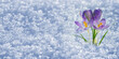 canvas print picture - frühlingserwachen krokus im schnee
