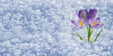 frühlingserwachen krokus im schnee