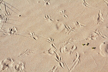 Close Up Bird Footprints On A Sand