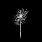 Fototapeta Dmuchawce - Firework abstract Draw black and white