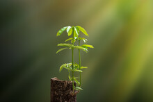 New Life Concept  With Seedling Growing Sprout From Old Trees.
Symbol Of New Beginning Or Business Development Symbolic.