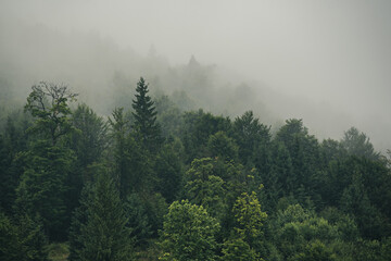 misty mountain landscape