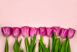 Fototapeta Tulipany - Pink tulips flowers on a pink background. Concept - congratulations on international women's day, birthday, happy mom's day, pleasant surprise, spring, spring flowers