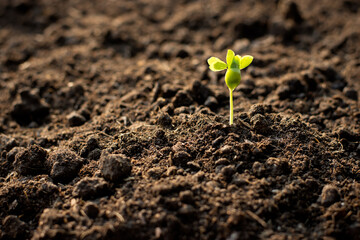 Wall Mural - The seedlings are growing from fertile soil.