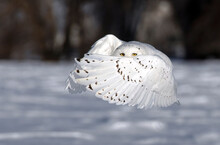 Snowy Owl (Bubo Scandiacus) Male Peeks Through His Wings As He Flies Low Hunting Over An Open Sunny Snowy Cornfield In Ottawa, Canada