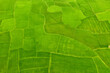 © AmazingAerialAgency - Aerial view of a hut in a vast agricultural field with a small lake in background, Gabtali, Rajshahi state, Bangladesh.