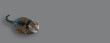 © neurobite - Banner with portrait of a very fat and cute domestic cat begging for food, closeup, details, with copy space for text and solid background.