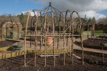 Arch Or Wigwam Being Built From Hazel Sticks To Support Climbing Plants And Vegetables In A Potager Garden In Rural Devon, England, UK