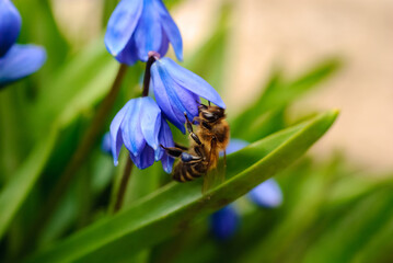 A bee collects nectar from a flower. Primula Scilla siberica, close-up