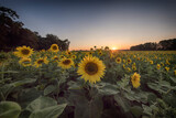 Fototapeta  - Sonnenblumen