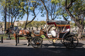 horse carriage in the historic center, guadalajara, jalisco, mexico