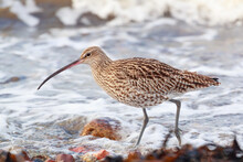 The Largest Wading Bird In The Uk,  The  Curlew On The Seashore In The Northern Of Scotland. The Bird Was Feeding On The Seashore At High Tide
