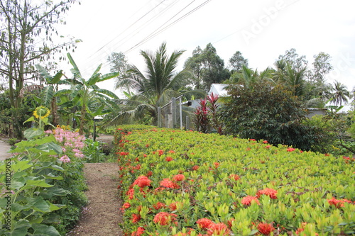 Countryside landscape, with beautiful flower fences in Vietnam