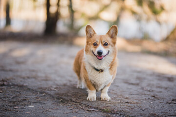 Wall Mural - welsh corgi pembroke in a park