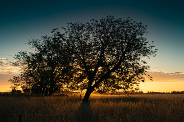 Trees at sunset in Buenos Aires Province, Argentina