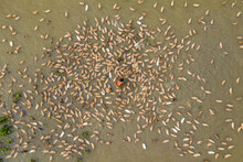 Aerial View Of A Flock Of Ducks Resting Along Bengali River Shoreline, A Farmer Feeding The Wildlife In Shahjadpur, Rajshahi Province, Bangladesh.